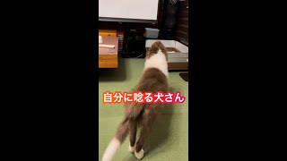 反射で映る自分に唸る犬さん【子犬】