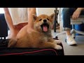 (ENG Sub) Reactions when I bring my Shiba Inu Puppy at Work