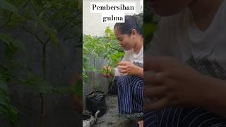 Pembersihan gulma untuk di jadikan pupuk kompos pada tanaman cabai #tanaman #cabai #tanamanhias