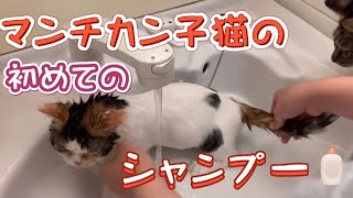 [猫のシャンプー]マンチカン子猫の初めてのシャンプー😊(＃41) Munchkin kitten's first shampoo😊