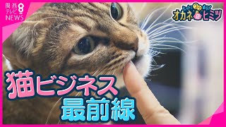 【オカネのヒミツ】市場規模約2兆円の猫ビジネス「ネコノミクス」が拡大中！　猫の手触りを追求した商品や\