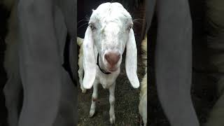 cute goat videos,goat videos,baby goats playing and jumping,funny baby videos#shorts