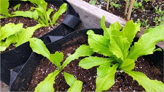 How to grow Leaf lettuce in container?