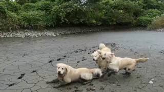 アイン村　チロ（1歳）とサンの追いかけっこ2016.10.11（Golden Retriever）