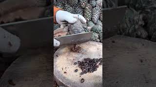 Pine cone seed collection-good machines and tools can improve work efficiency