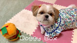 Doggy Boxさんから🎁まりもちゃんに8月号のプレゼントを頂きました✨🎁１歳のシーズー犬の女の子🎀🐶 【Doggy Box】【ドギボ】【Shihtzu】【シーズー犬】