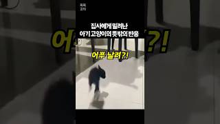 집사에게 밀려난 아기 고양이의 뜻밖의 반응