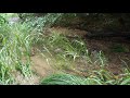 shallow river and summer rain Обмелевшая речка. Летний дождь relax nature video