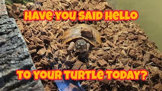 Greeting Your Turtles!!!