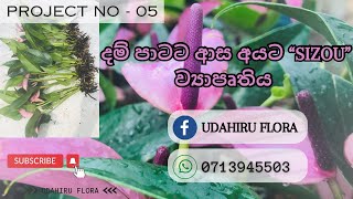 🦋අපෙන් පැල අරන් අපිටම දෙන්න | ලස්සනම දම් පාට සිසෝ \