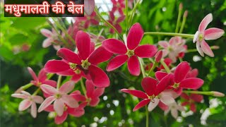 मधुमालती की बेल | Madhumalti ki bel | Rangoon creeper | Flowering vine | फूलों की बेल | phulo ki bel