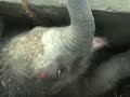 Raw: Baby Elephant Rescued from Drain