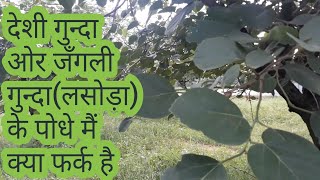 Gonda ki bagwani ।। गुन्दा(लसोड़ा)कि बागवानी ।