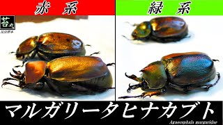 またまた高額カブトムシ！！？ある特徴を持つことで価格が3倍になります。（昆虫標本製作）