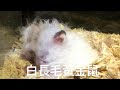 白長毛黃金鼠 mesocricetus auratus syrian hamster