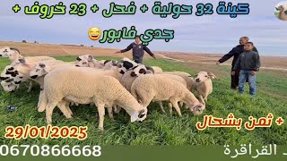 اليوم عند عبد الحميد مول جدي فكيسر 32 حولية + 23 خروف مع دكر الثمن بتاخ 29/01/25