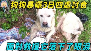 狗狗流浪街頭暴曬3日，飢餓難忍四處向人討食，面對救援它落下了眼淚…