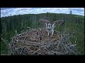 osprey mother protects her horrified chicks