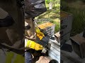 stop small hive beetle with this simple trick in 2024 beekeeping australia