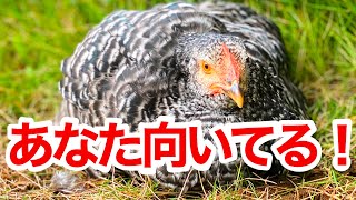 ニワトリを飼育するのに向いている人の特徴6選！