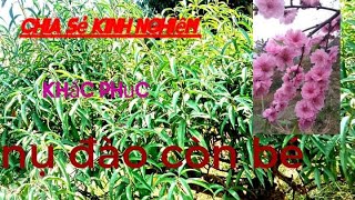 Chia sẻ Kinh nghiệm khắc phục nụ Đào còn bé,