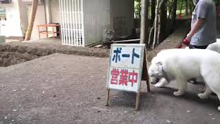 森林浴⁉︎井頭公園をお散歩。ボス〜ボクたちもボートに乗せてくだしゃい‼︎ グレートピレニーズ・Great Pyrenees・雑木林の中をお散歩。