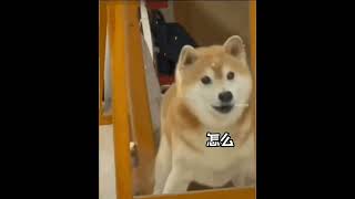 ouo######狗狗豪可愛，💛💛💛💛沙雕狗狗🐶🐶🐕🐕#柴犬!!!!!!!!!