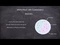 types of white blood cells leukocytes cell biology