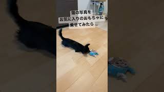 かわいい犬|ロングコートチワワのウルくん【お気に入りのおもちゃに猫の写真を乗せてみた】