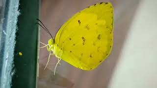 ONE SPOT GRASS YELLOW BUTTERFLY - ഒറ്റപൊട്ടൻ മഞ്ഞപ്പാപ്പാത്തി - EUREMA ANDERSONII