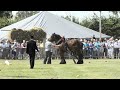 paard op hol tijdens boerendag in rijsbergen