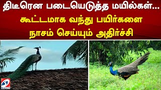 திடீரென படையெடுத்த மயில்கள்... கூட்டமாக வந்து பயிர்களை நாசம் செய்யும் அதிர்ச்சி | sathiyamtv