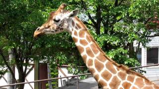 旭山動物園・総合動物舎　キリン２