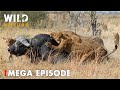 World's Deadliest MEGA EPISODE | Ultimate Predators | Nature Animal Documentary