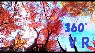 清水公園の紅葉（野田市）VR 4K Momiji sp 360° stereo 3D Autumn colored leaves of Simizu Park at Noda City Japan