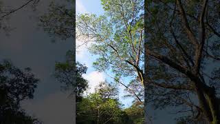 Walking through the nature and sunlight in the morning #relaxing #nature #tourism #travel #vlog