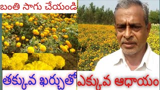 బంతిపూల సాగు రైతుల పాలిట కాసుల వర్షం//Formers Earn High Profits From Marigold caltivation