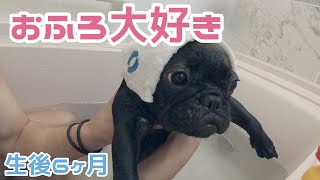 Vol.42【フレンチブルドッグ】大好き　お風呂に入ったよ　犬かきできたよ　【French bulldog puppy】 The puppy which likes a bath　生後6ヶ月