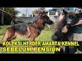 Koleksi Herder Amarta Kennel Sebelum Pensiun