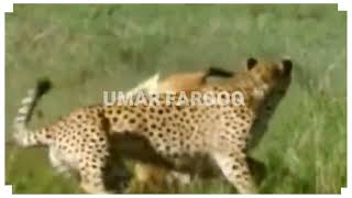 Animals That Can Kill Lion With Their Horne To Escape | Lion Vs Impala_Antelope