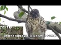 20220110 紅12小朋友守株待鼠中......【大安森林公園鳳頭蒼鷹crested goshawk】