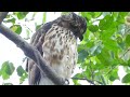 20220110 紅12小朋友守株待鼠中......【大安森林公園鳳頭蒼鷹crested goshawk】