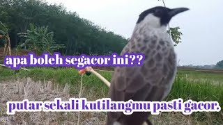 suara burung kutilang gacor ngegaruda || suarapanggilan burungkutilang