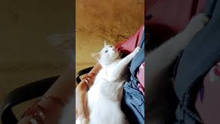 எனக்கு ஒரே ஒரு ஆசை தான்# cat #funny #comedy