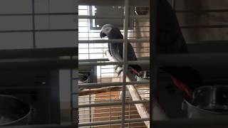 Жако Мидж: Уходя, уходи…😊 #жако #попугай #говорящийпопугай #parrot #africangrey