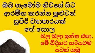 තේ කොල ව්‍යාපාරයක් හරියටම දැන ගෙන ආරම්භ කරන්න