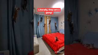 Funny Cat Talking Funny With  Crow #cats #funny #lol #funniest #cat #shorts #short #2023