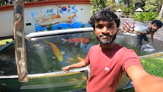 කොරියන් යාලුවගෙ පොකුනට දාපු වෙල් මාලු 🐟😮 | The wel fish that was put in the Korean friend's pond