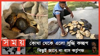 বিআরটিসি বাসে ৪৮টি সুন্ধি কচ্ছপ | Sundi Turtle Rescue | Somoy TV