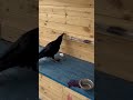 crows astonishing tool using intelligence birds